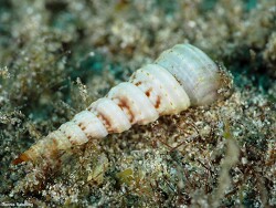 Turritella turbona thumbnail
