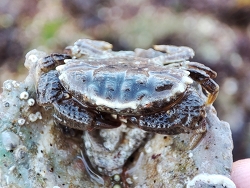 Xantho hydrophilus thumbnail