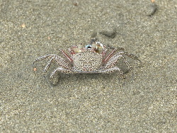 Ocypode gaudichaudii thumbnail