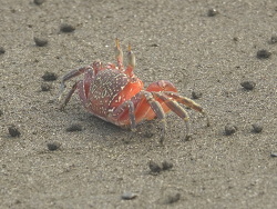 Ocypode gaudichaudii thumbnail