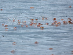 Ocypode gaudichaudii thumbnail