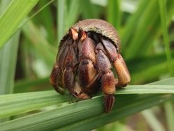 Coenobita compressus thumbnail