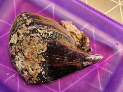Pinna sp. Steckmuschel