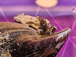  Pinna sp. Steckmuschel   Byssusfäden