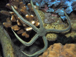 Ophiarachna incrassata, Anilao 2025