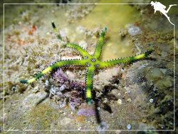 Ophiarachna incrassata thumbnail