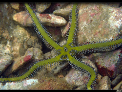 Ophiarachna incrassata thumbnail