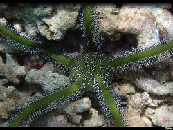 Ophiarachna incrassata thumbnail