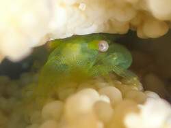 Coralliocaris viridis thumbnail