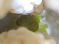 Coralliocaris viridis thumbnail