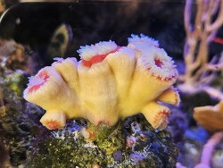 Rhizopsammia verrilli thumbnail