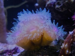 Rhizopsammia verrilli thumbnail