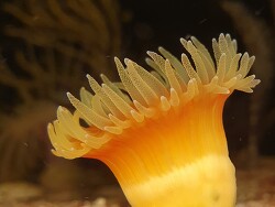 Rhizopsammia verrilli thumbnail