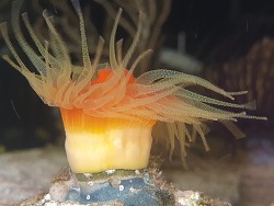 Rhizopsammia verrilli thumbnail