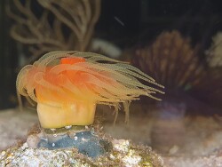 Rhizopsammia verrilli thumbnail