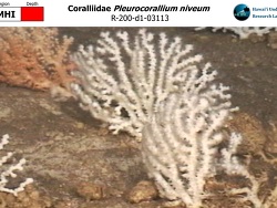 Pleurocorallium niveum thumbnail