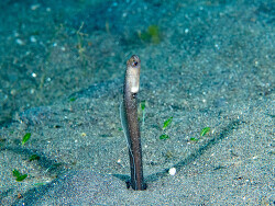 Heteroconger perissodon thumbnail