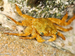 Grapsus fourmanoiri thumbnail