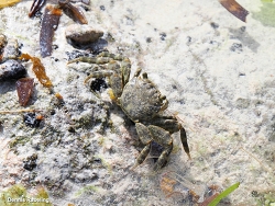 Grapsus fourmanoiri thumbnail