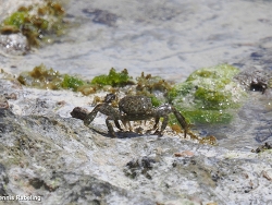 Grapsus fourmanoiri thumbnail