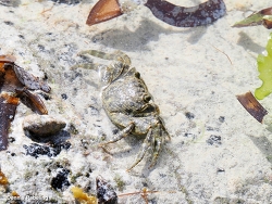 Grapsus fourmanoiri thumbnail