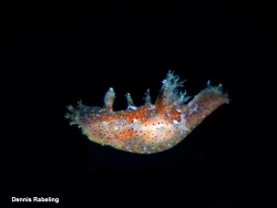 Plocamopherus maderae thumbnail