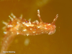 Stylocheilus polyomma thumbnail