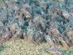 Stylocheilus polyomma thumbnail