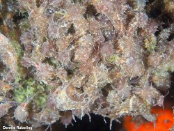 Stylocheilus polyomma thumbnail