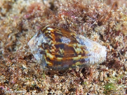 Conus guanche thumbnail