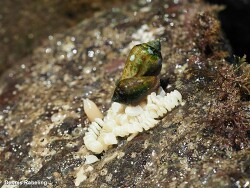 Conus guanche thumbnail