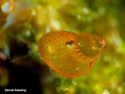 Tricolia azorica thumbnail