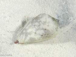 Conus coronatus thumbnail