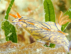 Hypselodoris nigrostriata thumbnail