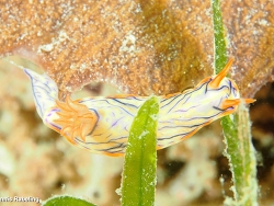 Hypselodoris nigrostriata thumbnail