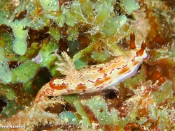 Hypselodoris sp.05 thumbnail