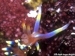Caloria indica thumbnail