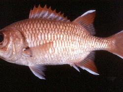 Myripristis woodsi thumbnail