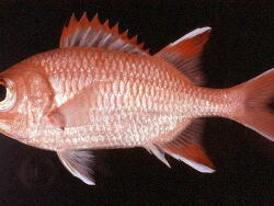 Myripristis woodsi thumbnail