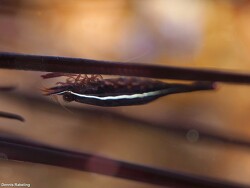 Tuleariocaris neglecta thumbnail