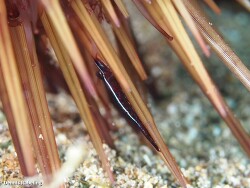 Tuleariocaris neglecta thumbnail