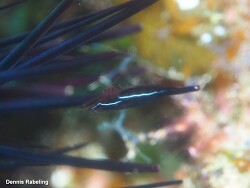 Tuleariocaris neglecta thumbnail