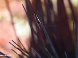 Tuleariocaris neglecta thumbnail