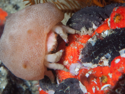 Pseudodromia latens,fishoek reef Cape Point, Cape Town, South Africa 2026 (CC BY-SA)