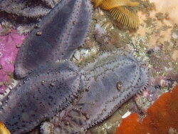 Pentacta doliolum, fan reef Cape Point, Cape Town, South Africa 2021 (CC BY-SA)
