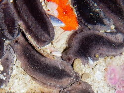 Pentacta doliolum,atlantis reef Cape Point, Cape Town, South Africa 2023 (CC BY-SA)