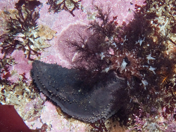 Pentacta doliolum thumbnail