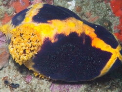 Pseudocolochirus unica thumbnail