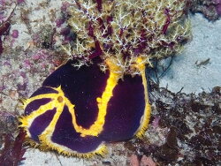 Pseudocolochirus unica thumbnail