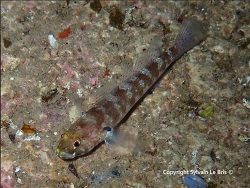 Gobius xanthocephalus thumbnail